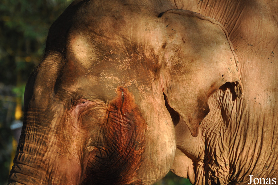 Elephas maximus