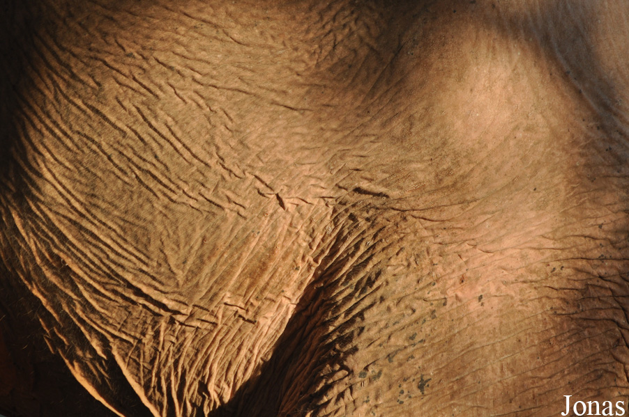 Elephas maximus