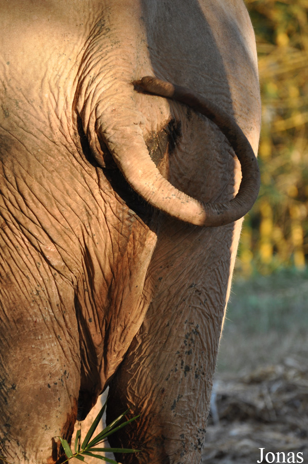Elephas maximus