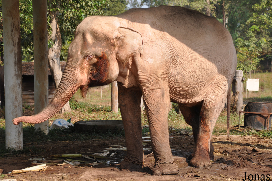 Elephas maximus