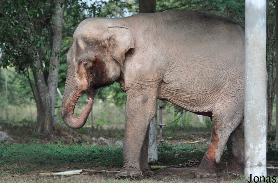 Elephas maximus