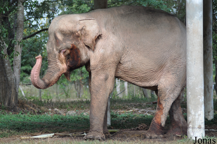 Elephas maximus