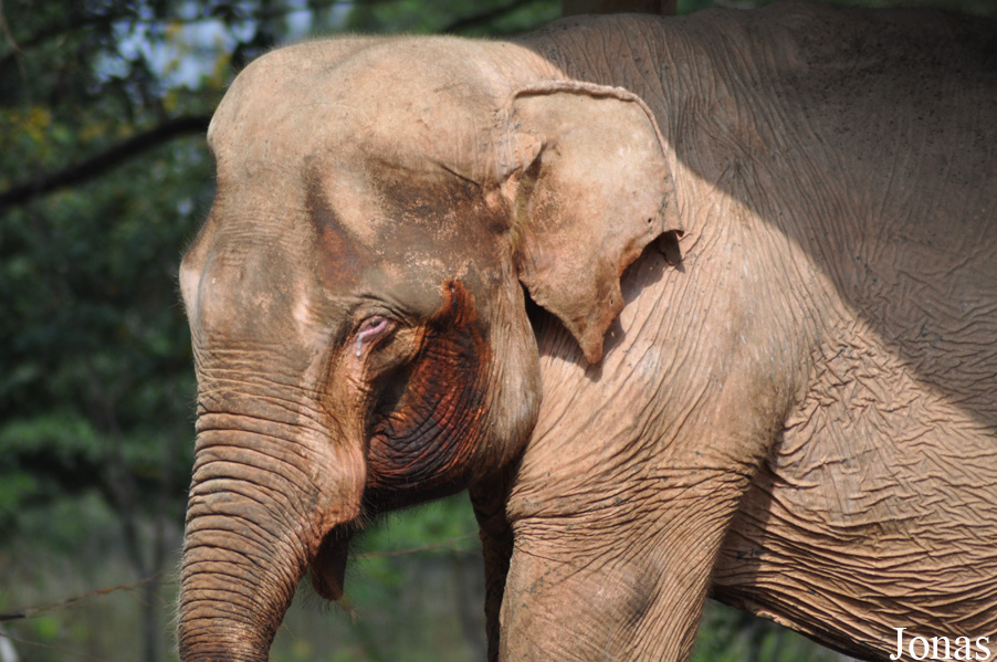 Elephas maximus