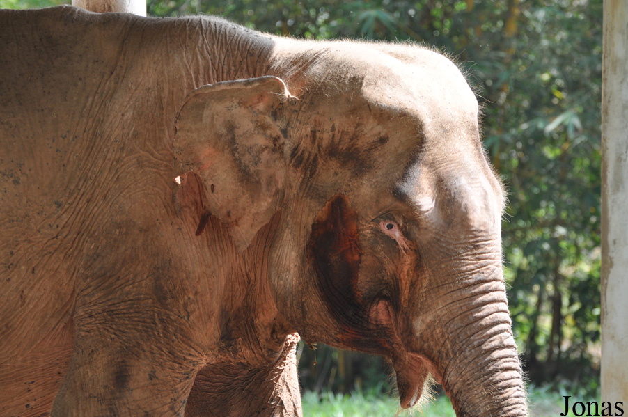 Elephas maximus