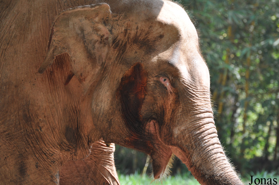Elephas maximus