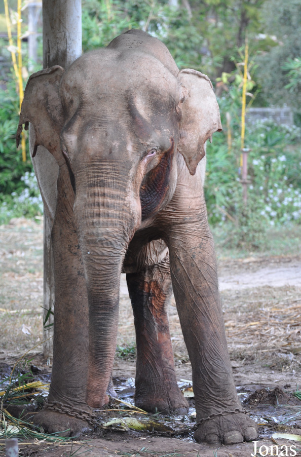 Elephas maximus