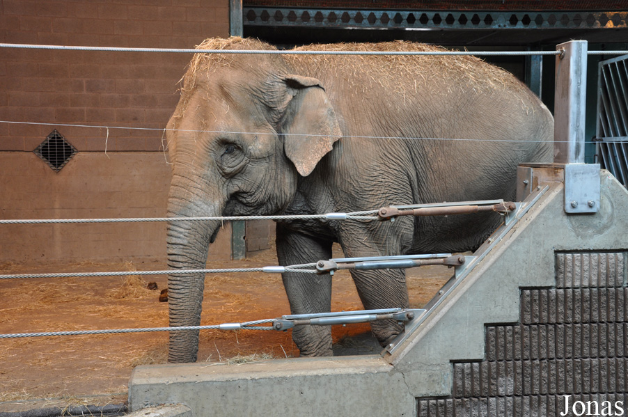 Elephas maximus