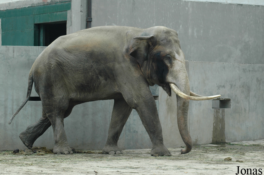 Elephas maximus