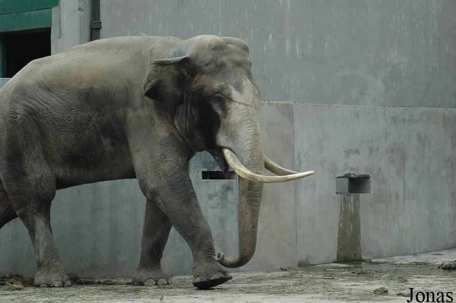 Elephas maximus