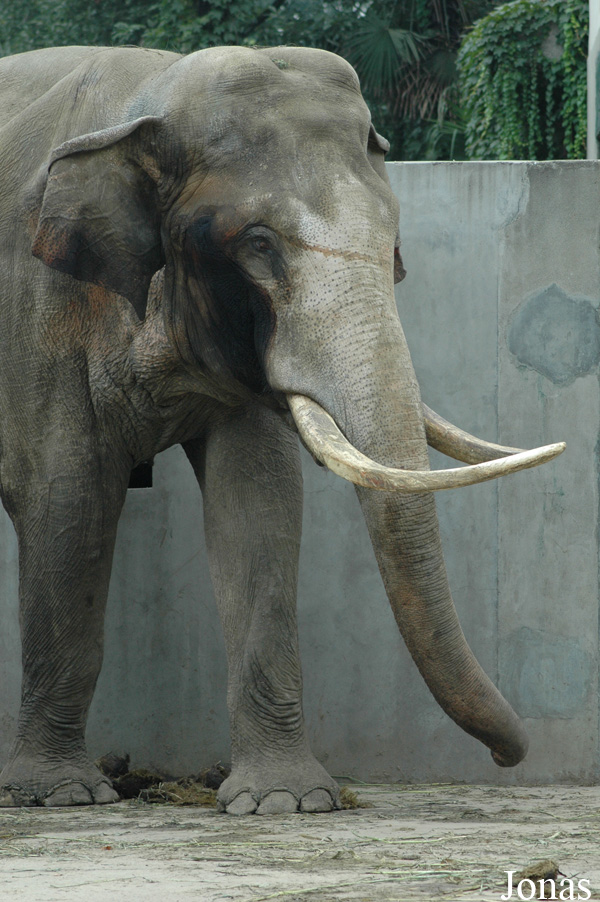 Elephas maximus