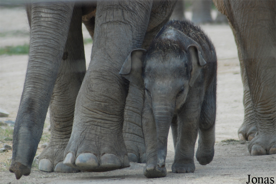 Elephas maximus