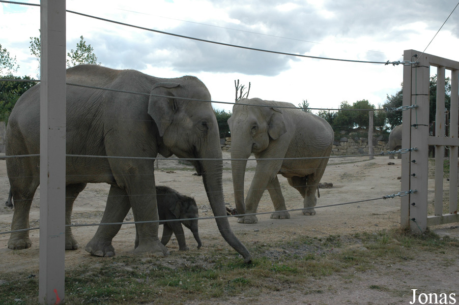 Elephas maximus
