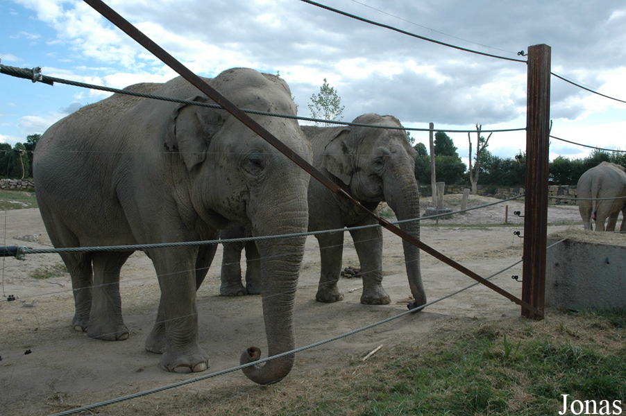 Elephas maximus