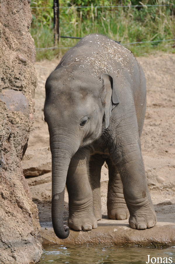 Elephas maximus