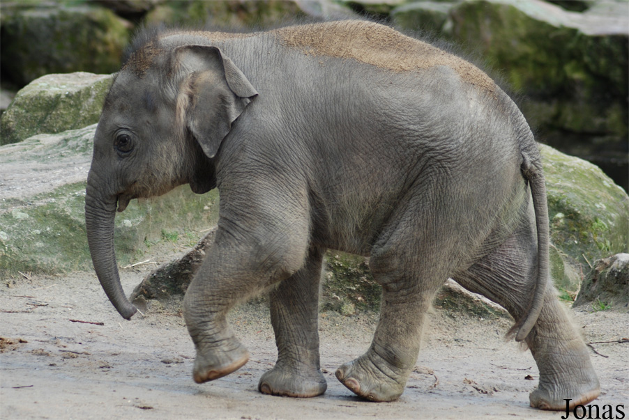 Elephas maximus