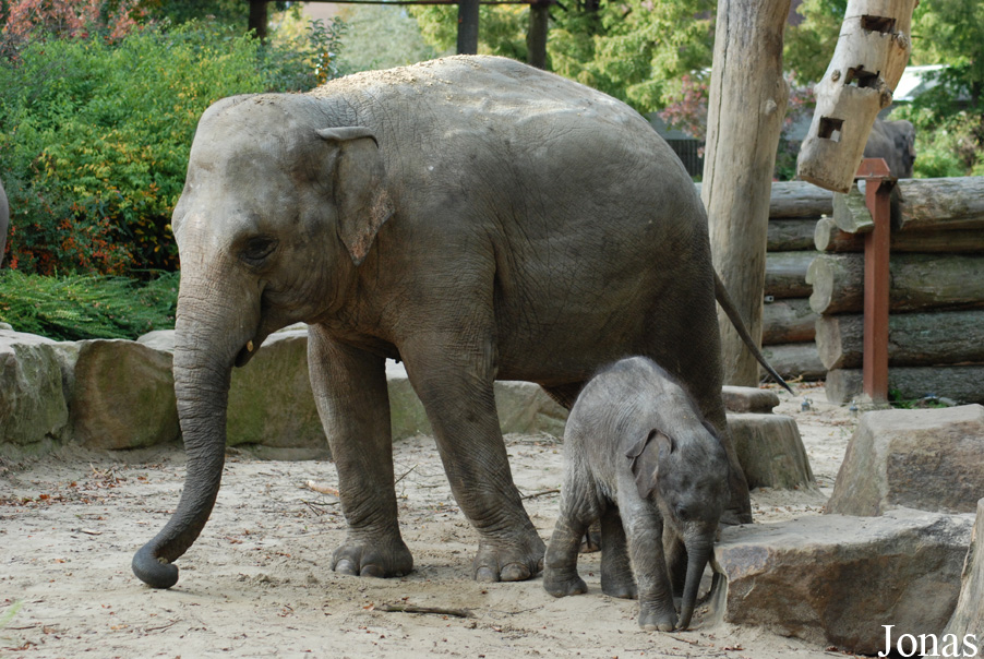 Elephas maximus