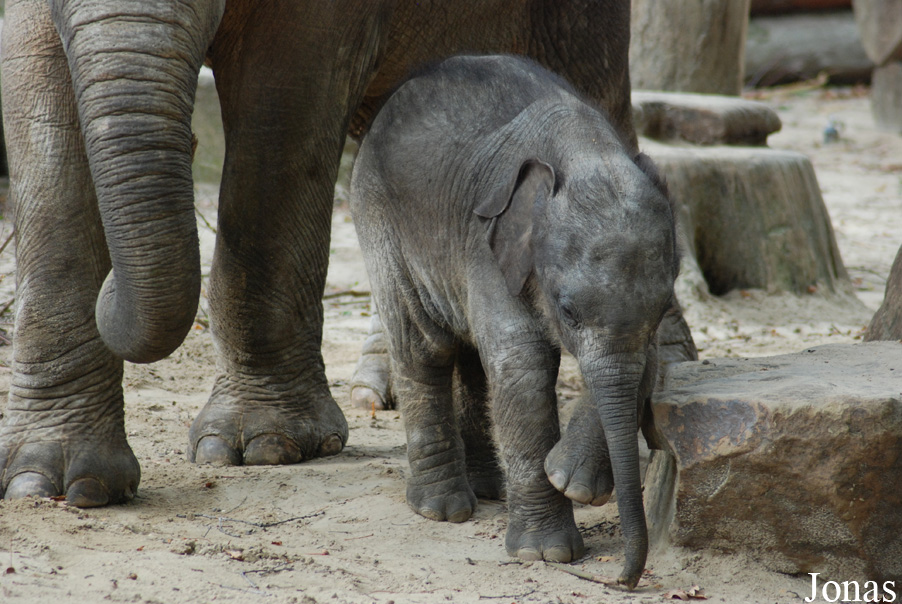 Elephas maximus