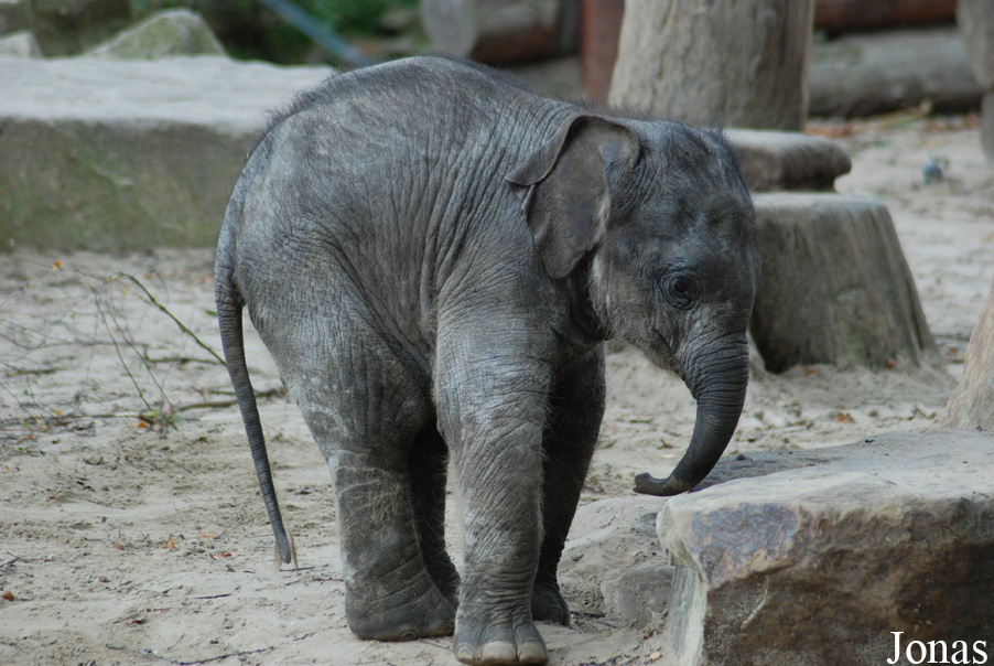 Elephas maximus