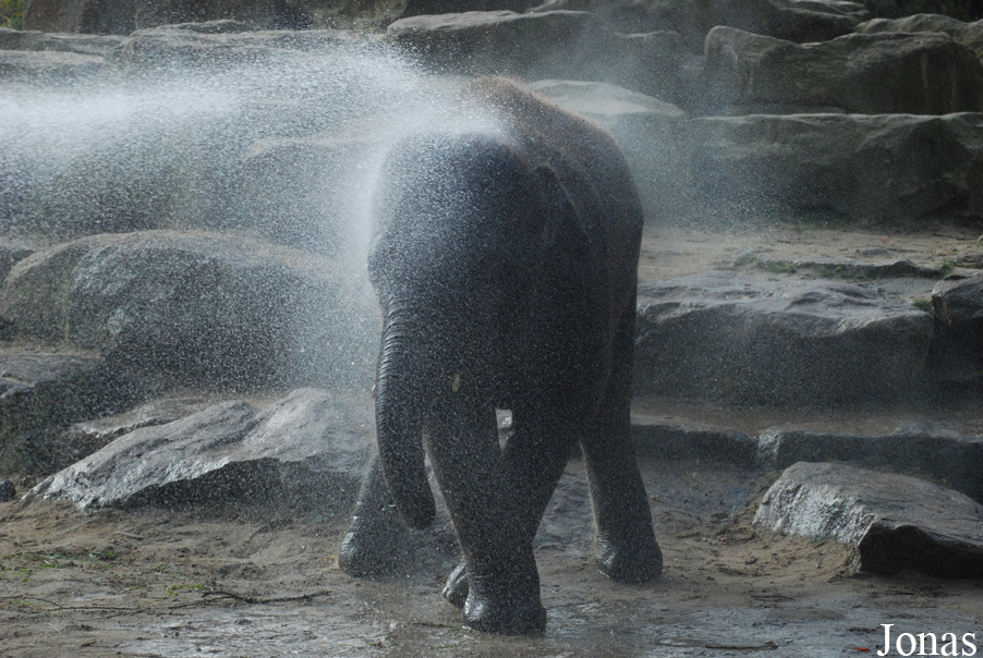Elephas maximus
