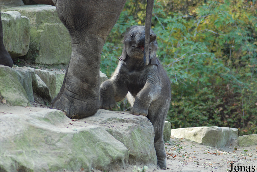 Elephas maximus