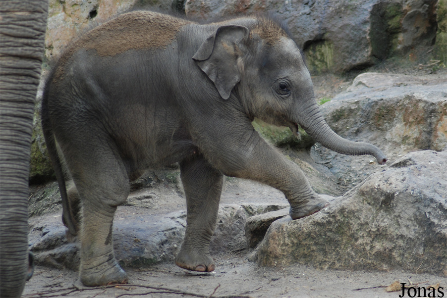 Elephas maximus