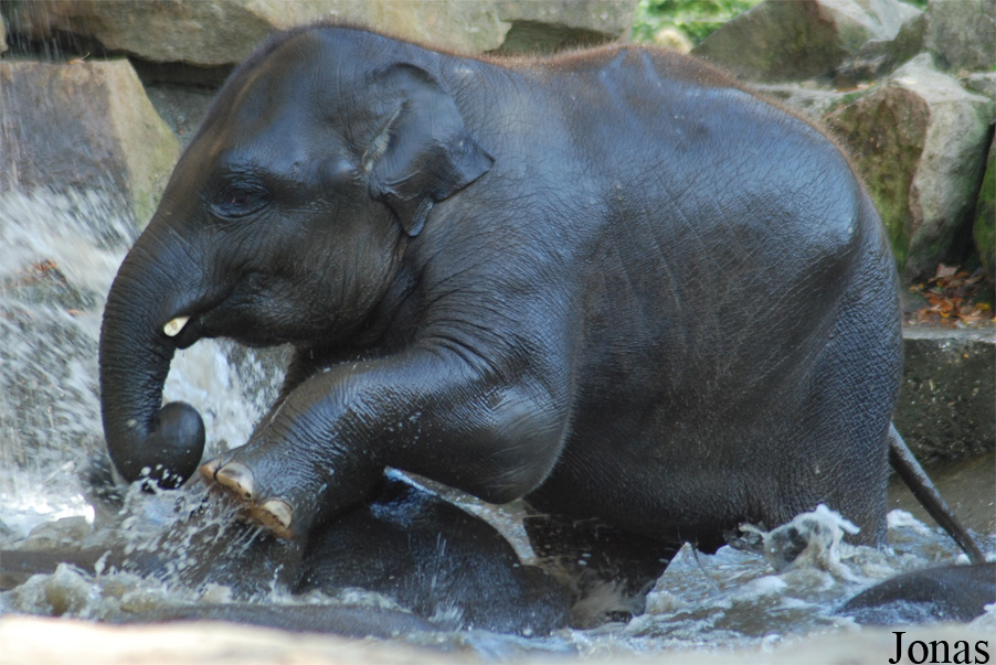 Elephas maximus