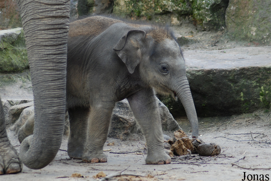 Elephas maximus