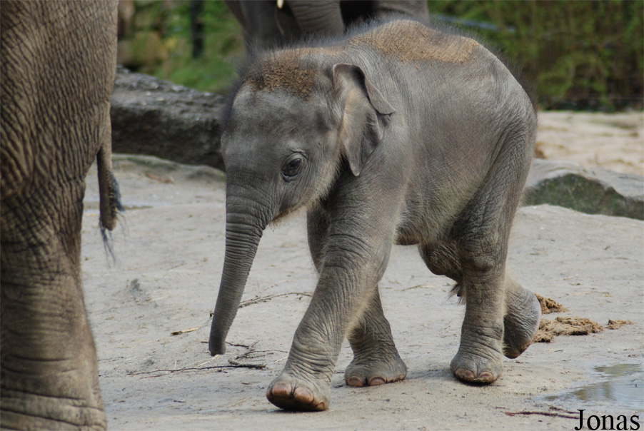 Elephas maximus