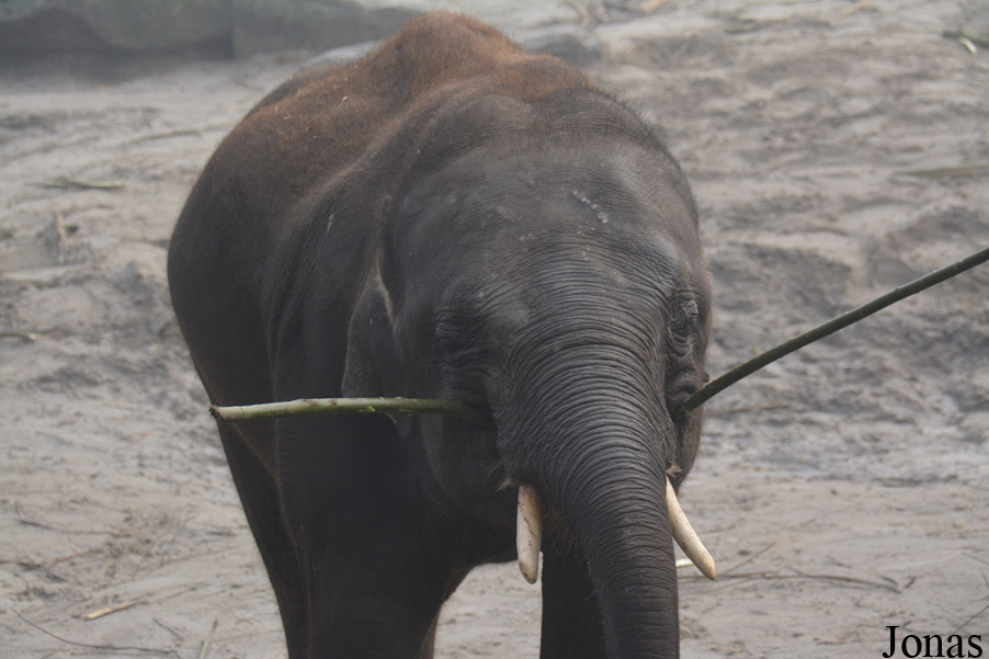 Elephas maximus