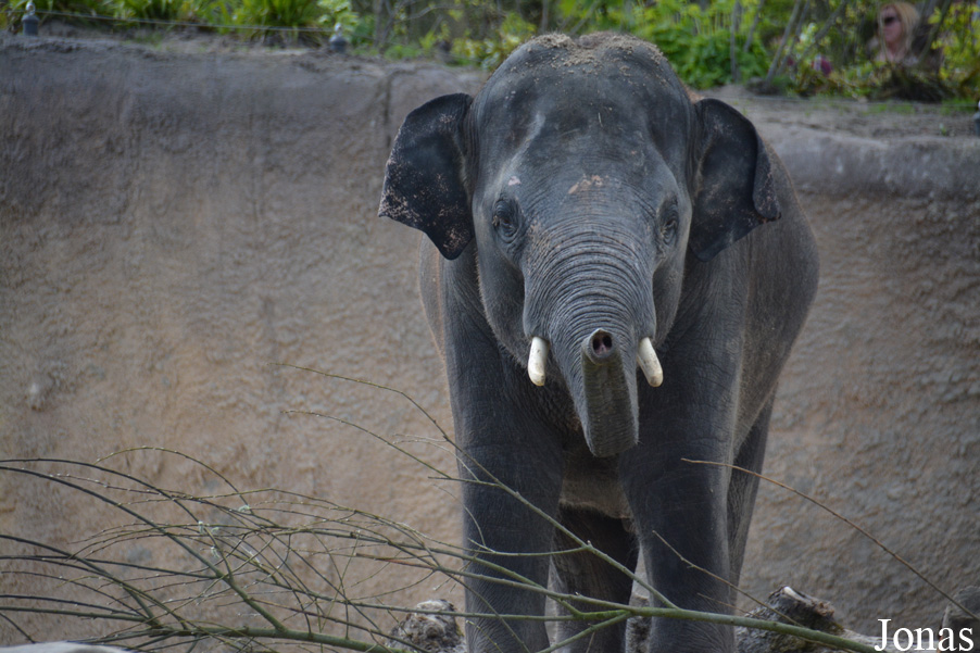 Elephas maximus
