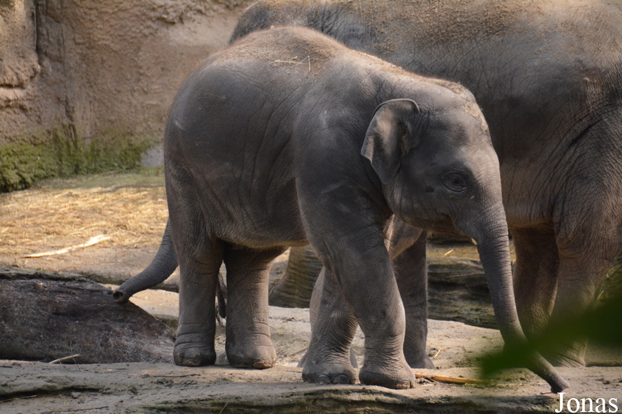 Elephas maximus
