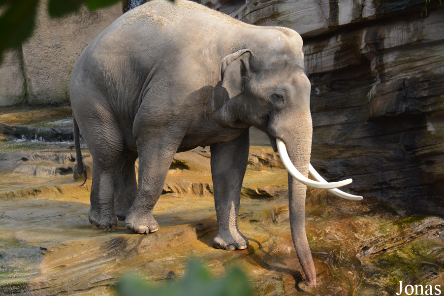 Elephas maximus