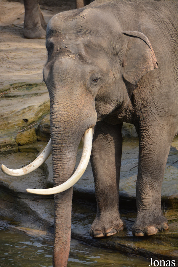 Elephas maximus