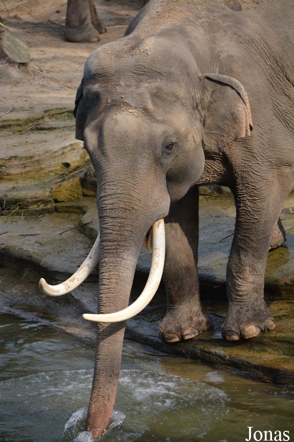 Elephas maximus