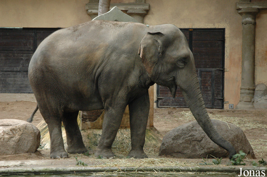 Elephas maximus