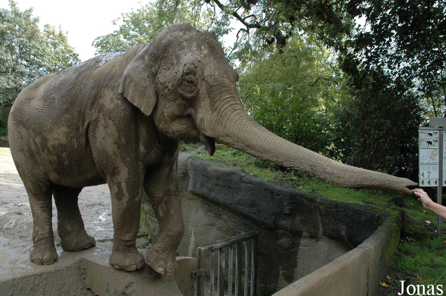 Elephas maximus