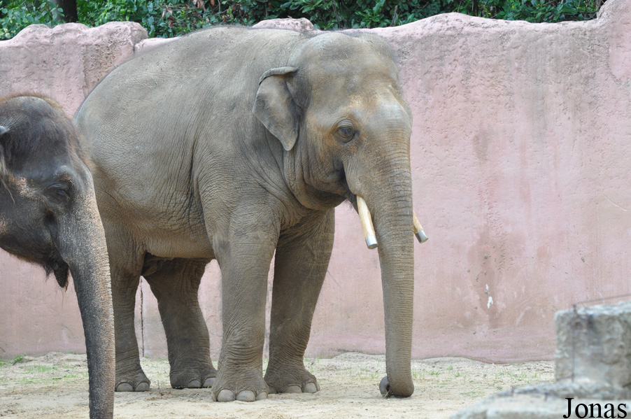 Elephas maximus