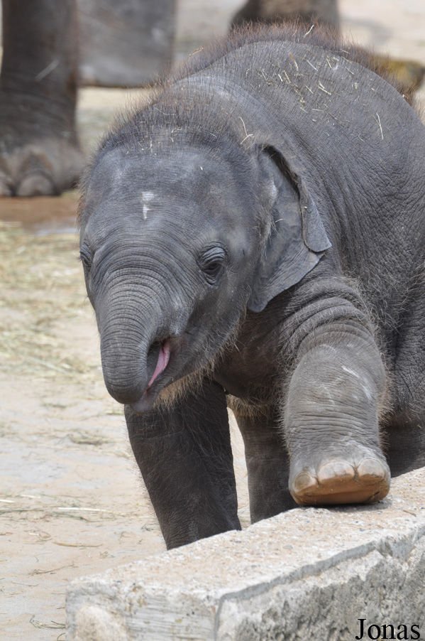 Elephas maximus