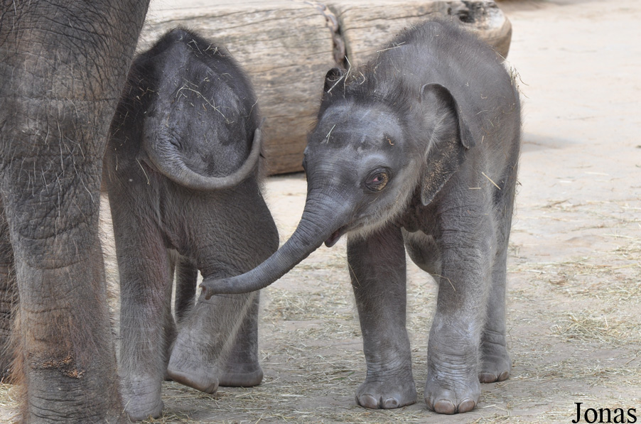 Elephas maximus
