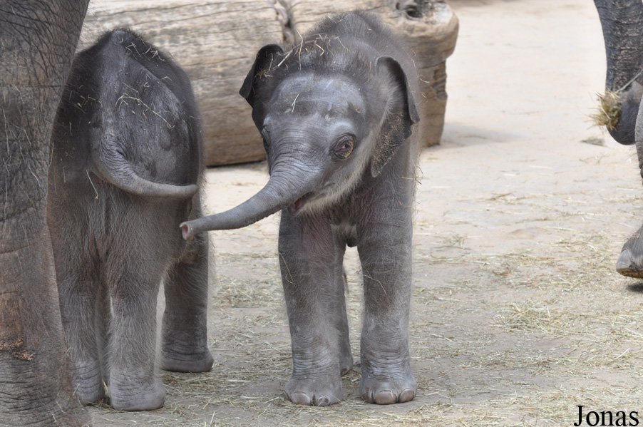 Elephas maximus