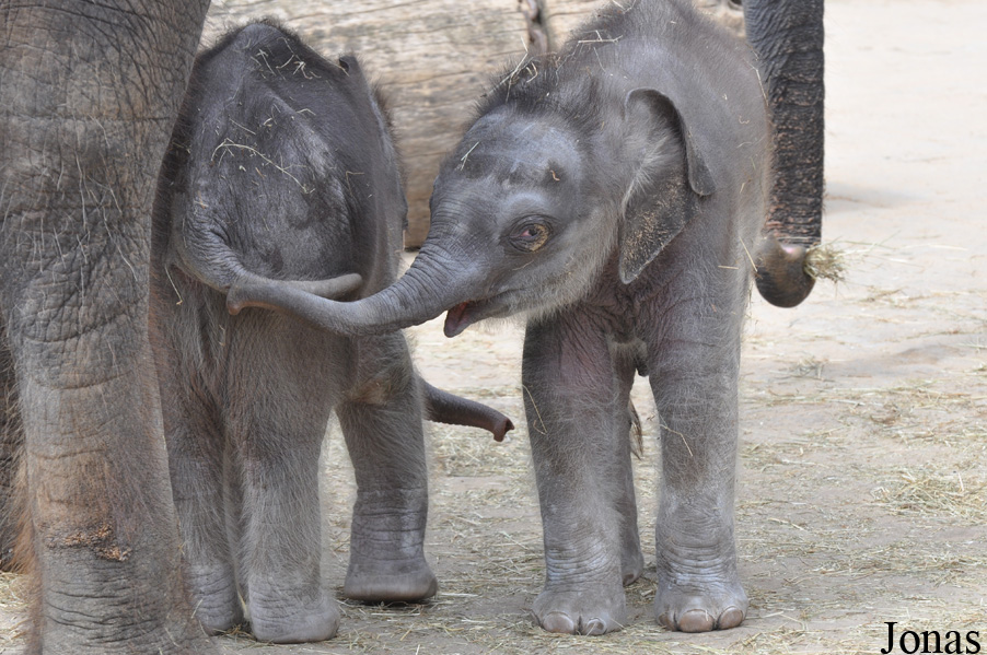 Elephas maximus