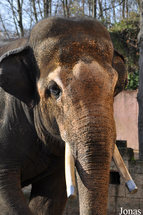 Elephas maximus
