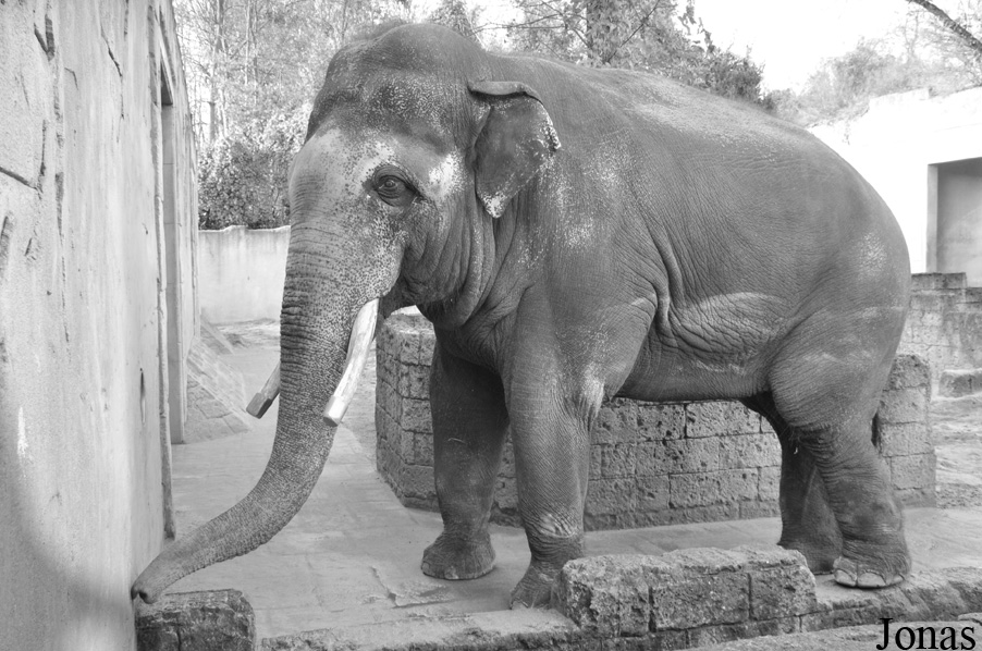 Elephas maximus