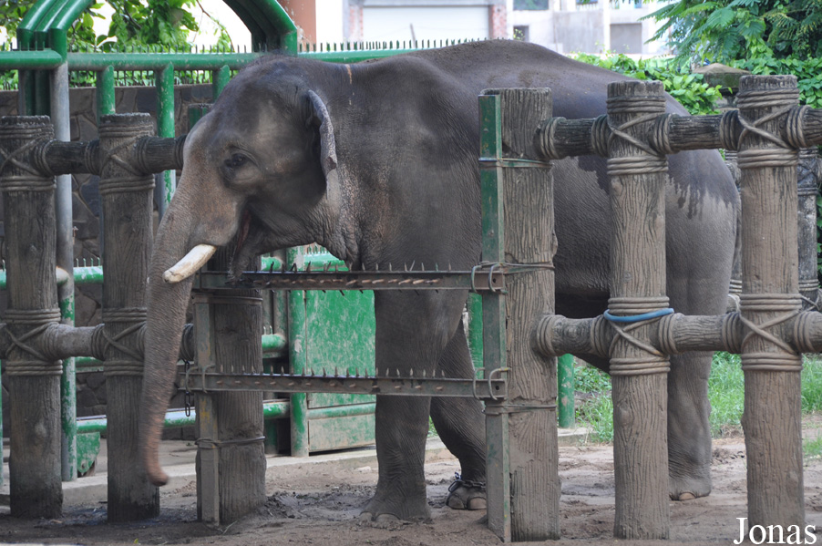 Elephas maximus