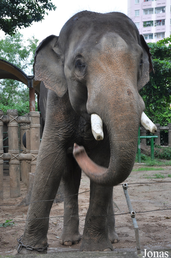 Elephas maximus