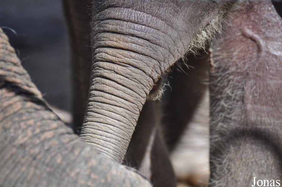 Elephas maximus