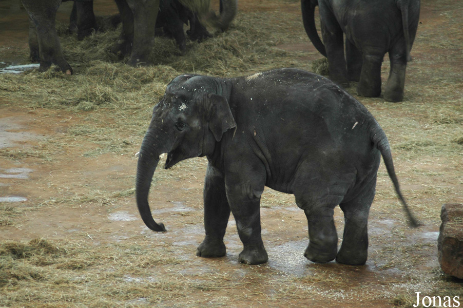 Elephas maximus