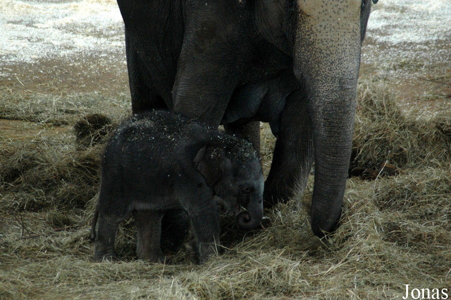 Elephas maximus
