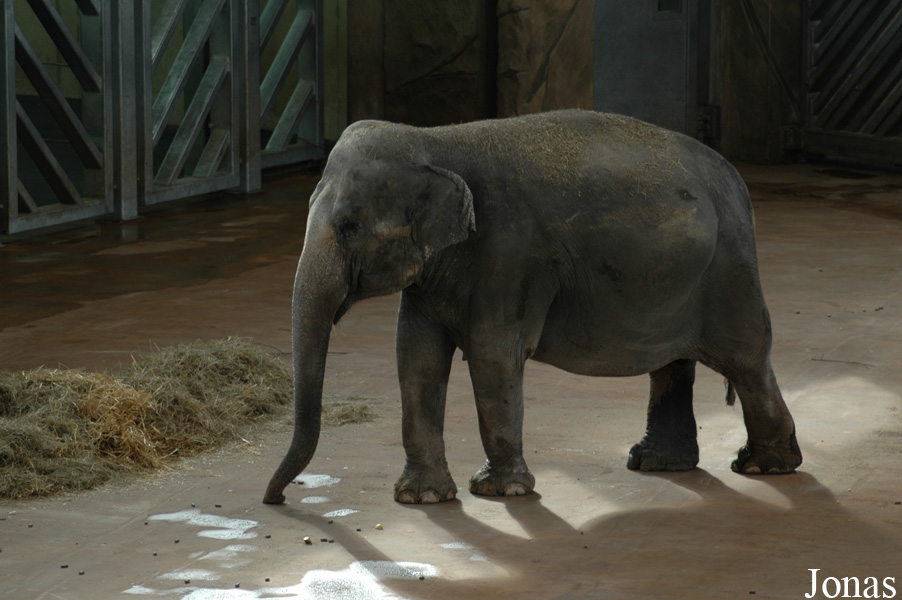 Elephas maximus