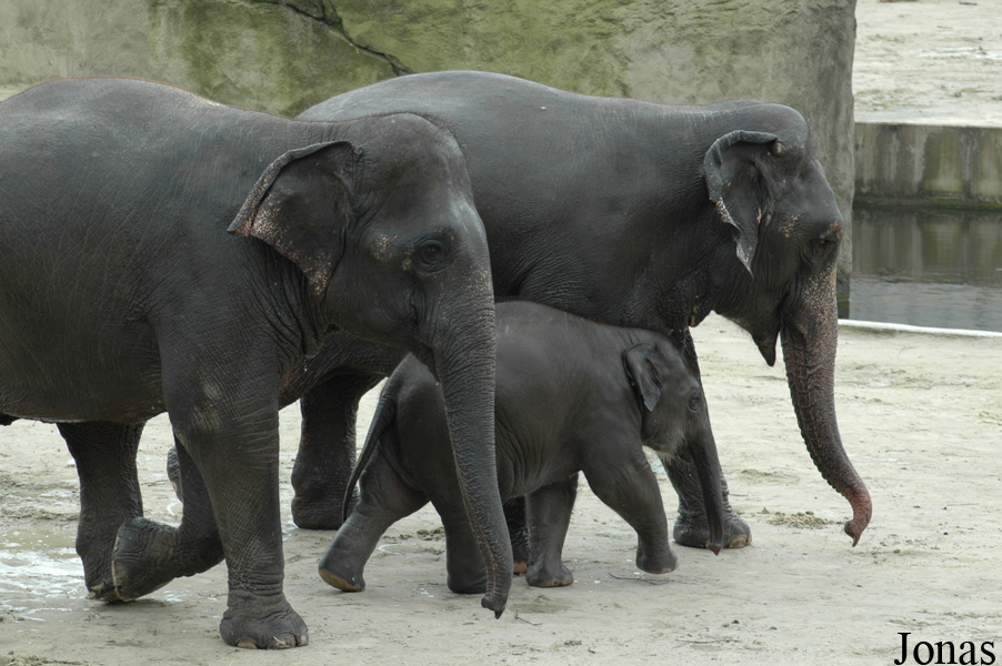 Elephas maximus